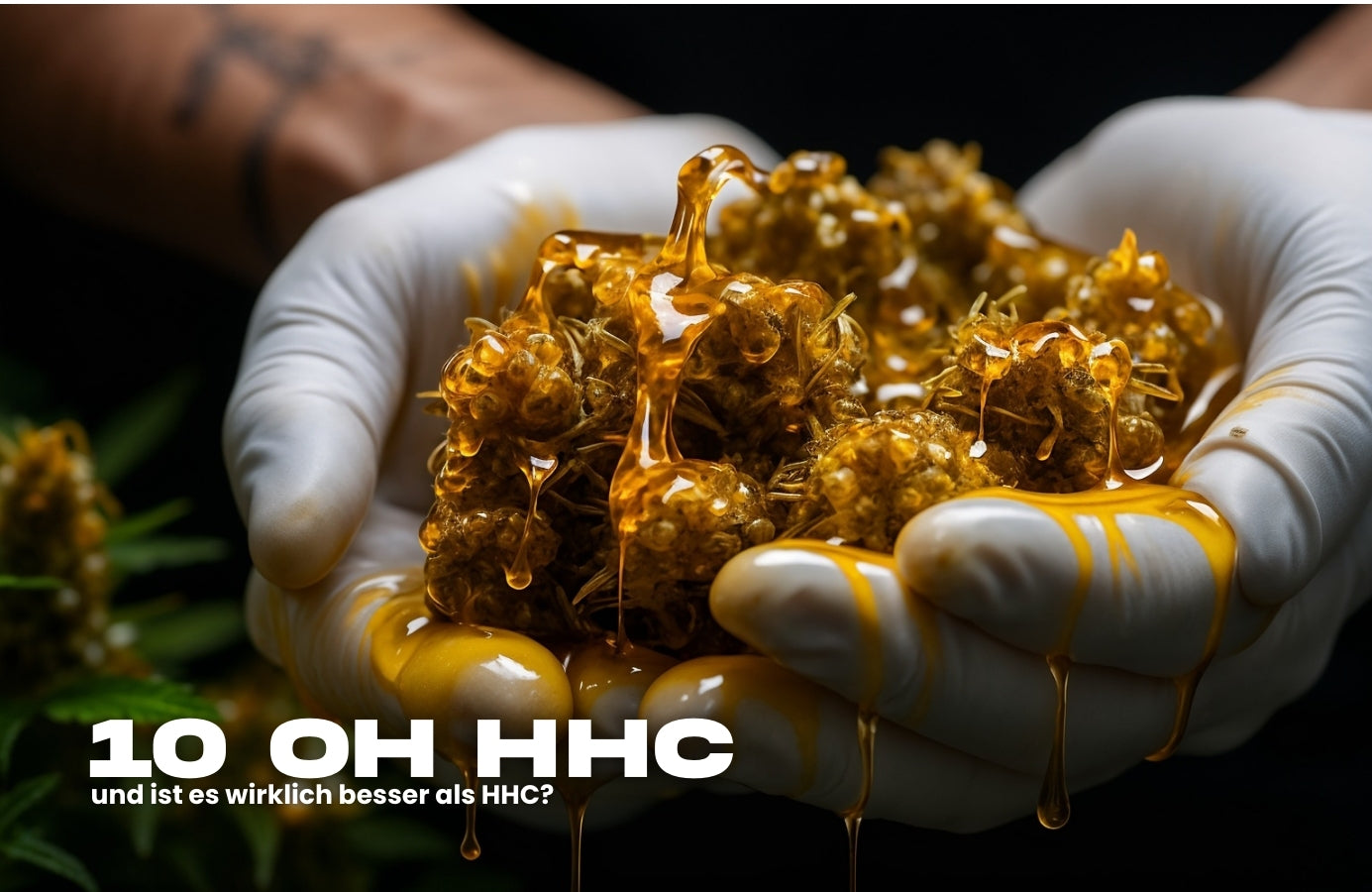 Nahaufnahme von Cannabisblüten, überzogen mit goldenem Öl, in Handschuhen gehalten – Symbolbild für 10-OH-HHC im Vergleich zu HHC.
