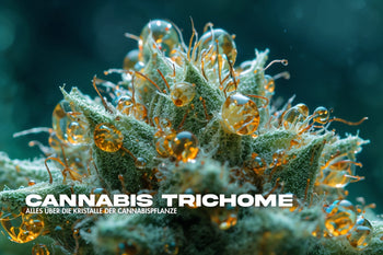 Makroaufnahme von Cannabis Trichomen auf einer Blüte – goldene Harzkristalle glänzen auf der Oberfläche der Pflanze und zeigen die hohe Konzentration von THC und Cannabinoiden