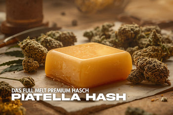 Nahaufnahme von goldenem Piatella Hash auf einem Holztisch, umgeben von Cannabisblüten – hochwertiges Full Melt Premium Haschisch.