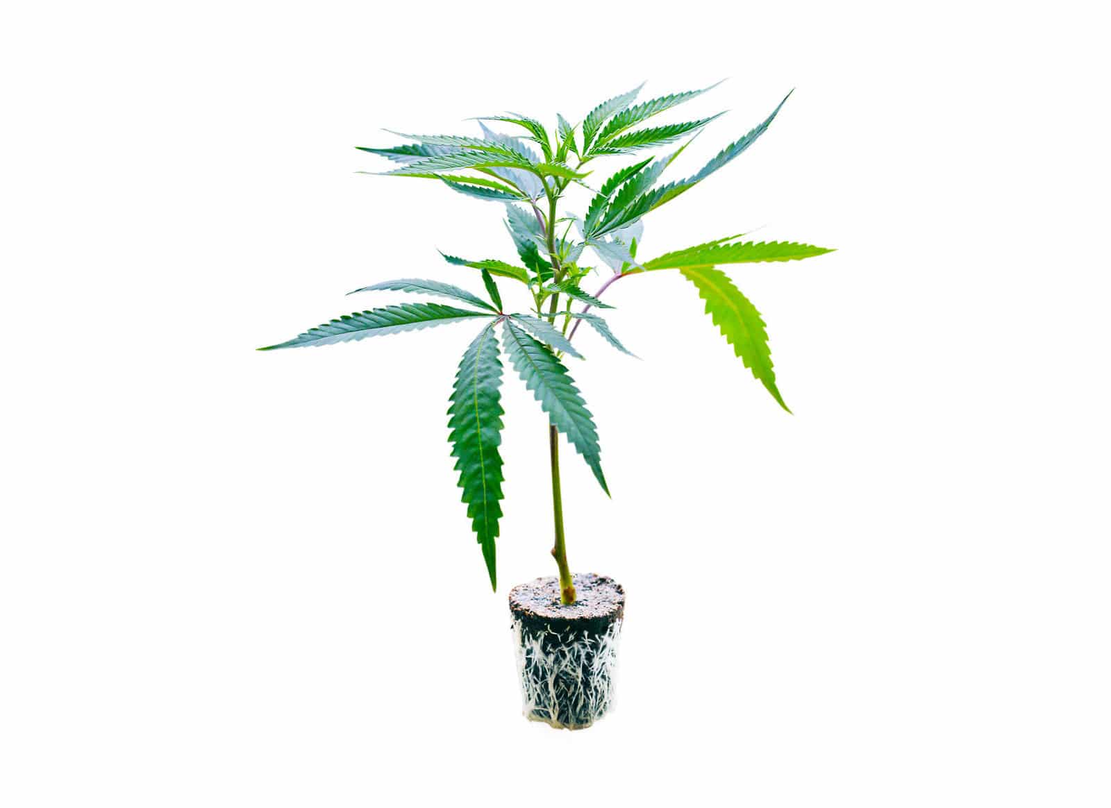 OG Kush - OnlyGrams