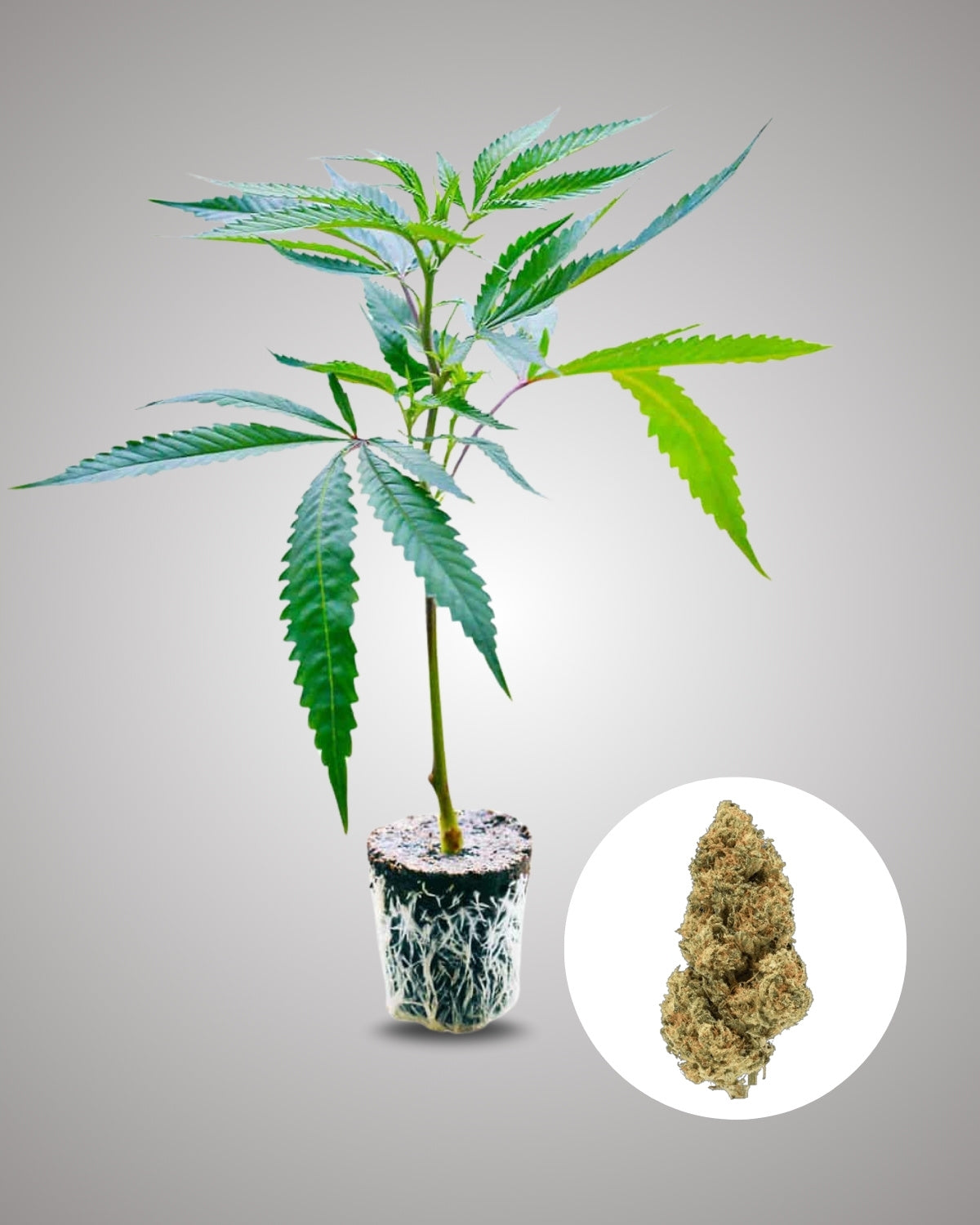 Blue Zushi - THC Stecklinge