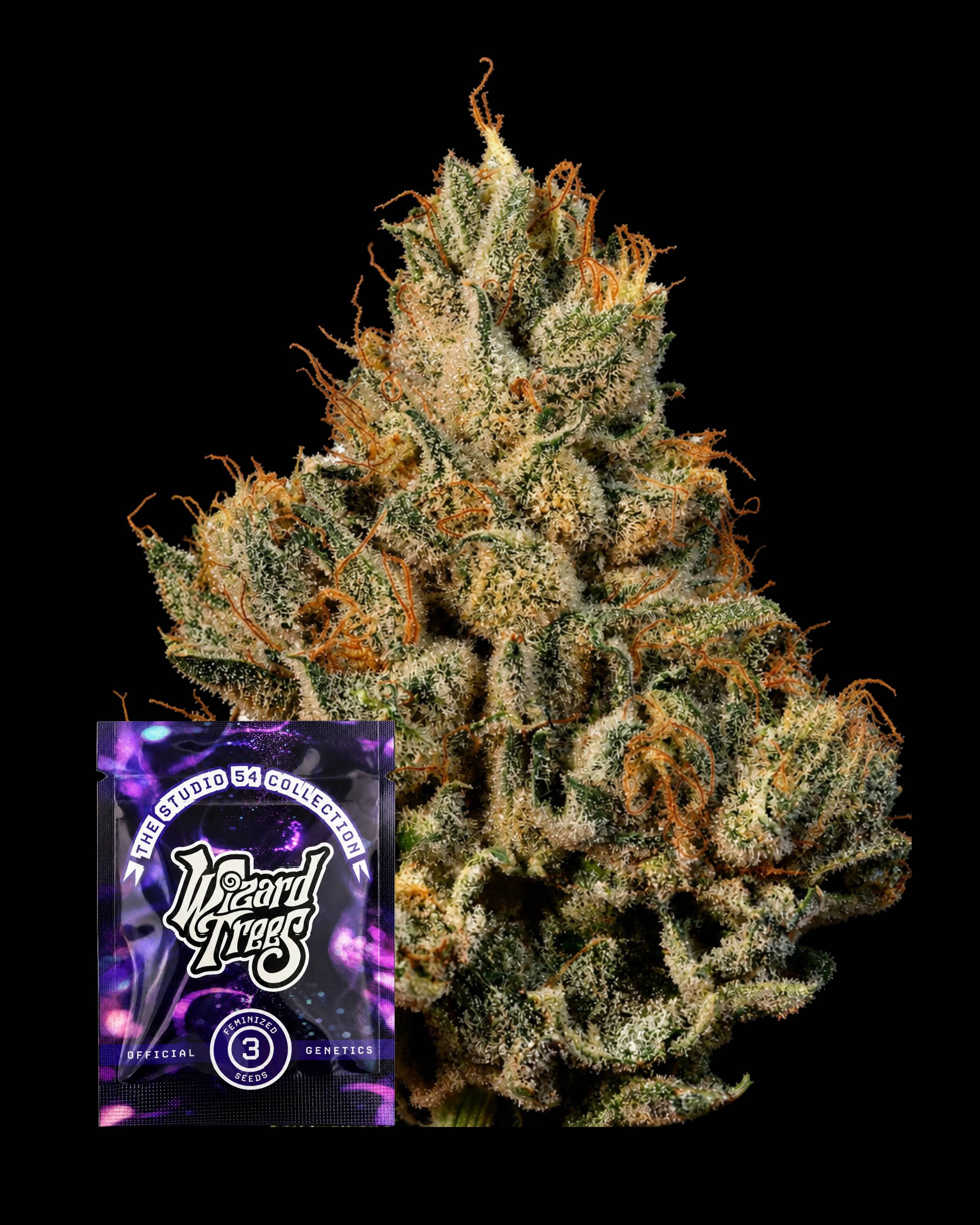Studio Sesh – THC-Seeds | Wizard Trees